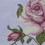 Antique-Rose