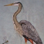Great-Blue-Heron
